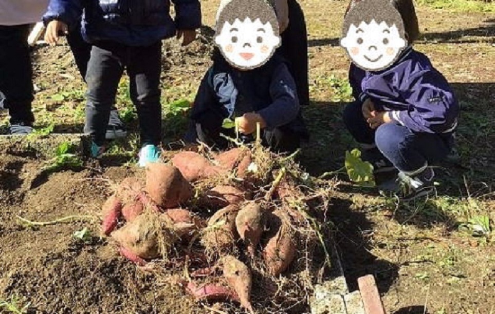 園庭のお芋畑
